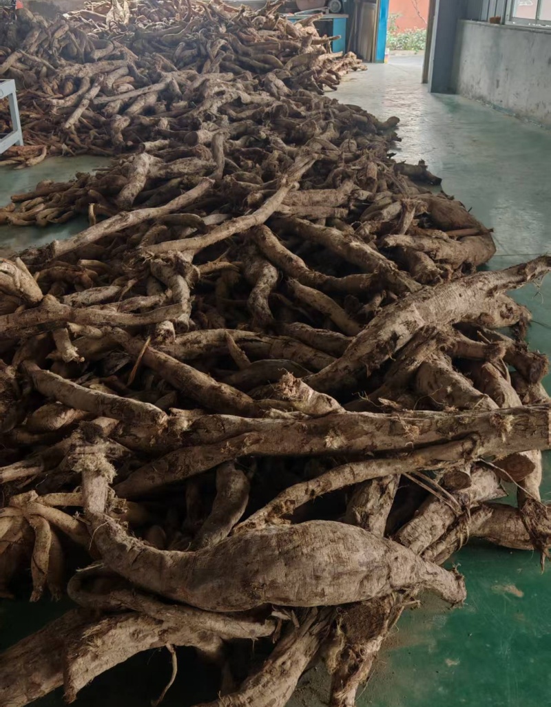 野生葛根.jpg