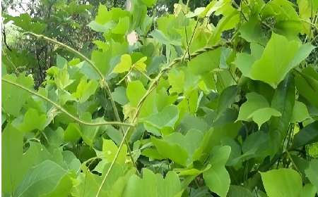 七夕寵妻狂魔就選它！二月風(fēng)雙有機(jī)野生葛根粉，健康又有文化味 