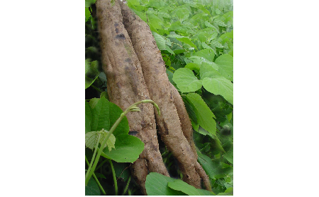 正宗的野生葛根粉，本質(zhì)是淀粉嗎？探秘千年本草中的自然饋贈(zèng)