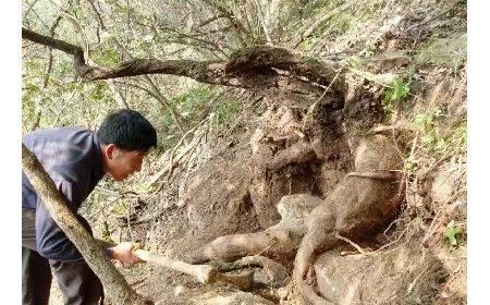 藏在隨州深山里的自然饋禮：二月風有機野生葛根粉，守護孩子純粹成長