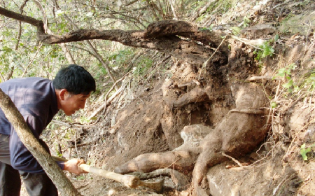 深山藏珍，二月風(fēng)正在大量收購寒冬野生葛根